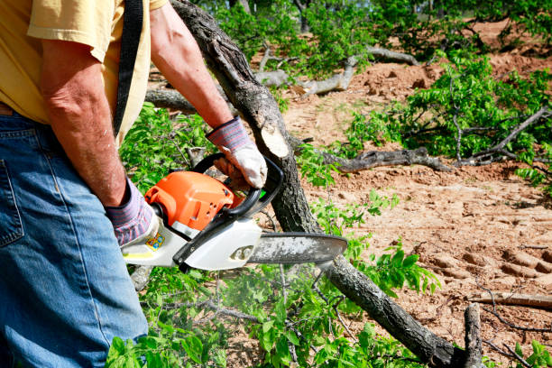 Best Professional Tree Care  in Tobaccoville, NC